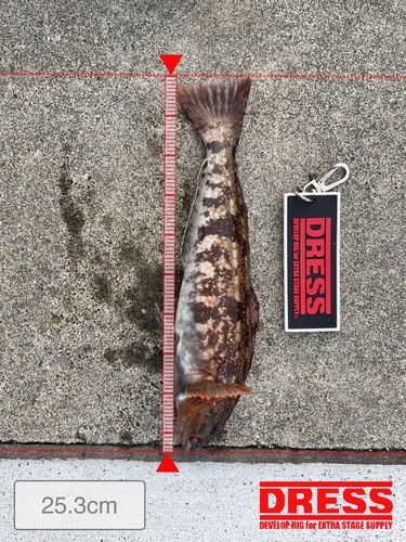 アイナメの釣果