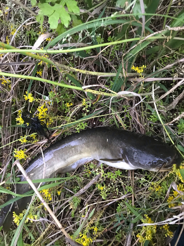 ナマズの釣果