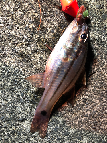 ネンブツダイの釣果