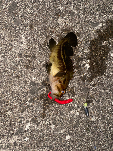 シマゾイの釣果