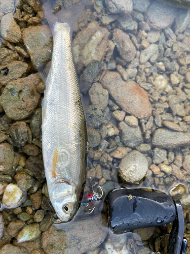 ウグイの釣果