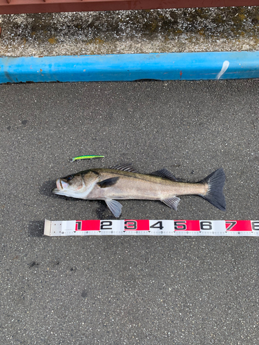 シーバスの釣果