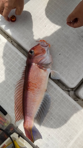 アマダイの釣果