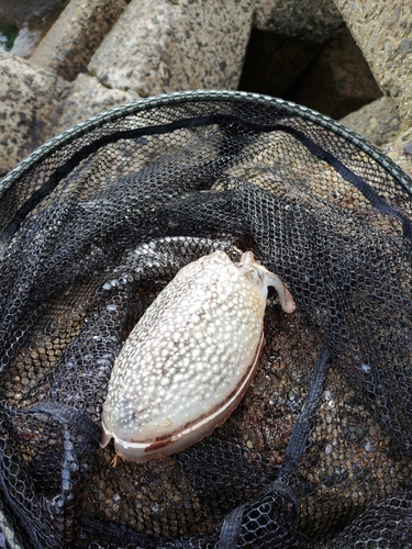 コウイカの釣果