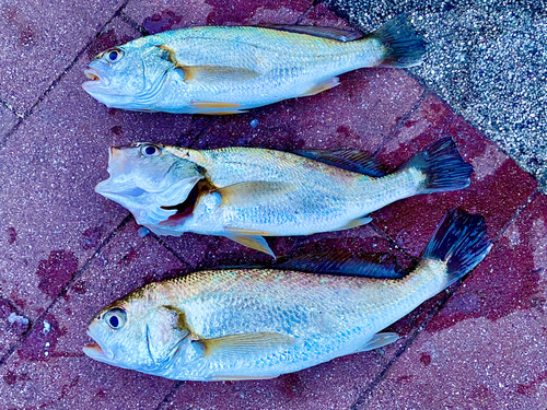 イシモチの釣果