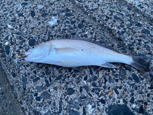 イシモチの釣果