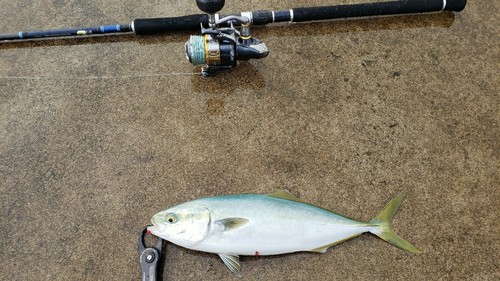 イナダの釣果