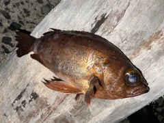 メバルの釣果