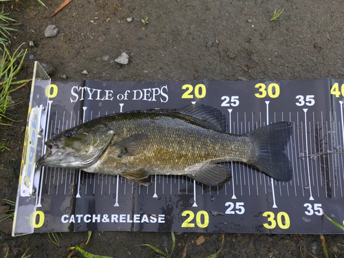 スモールマウスバスの釣果