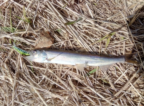 キュウリウオの釣果