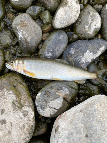 アユの釣果