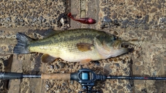 ブラックバスの釣果