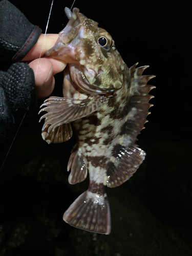 カサゴの釣果