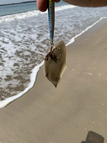 シタビラメの釣果