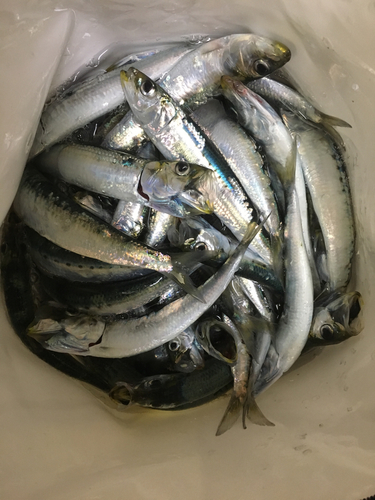 イワシの釣果