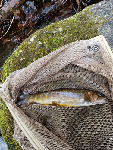 イワナの釣果