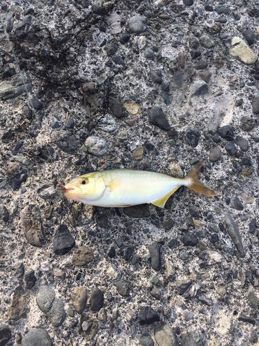 ショゴの釣果