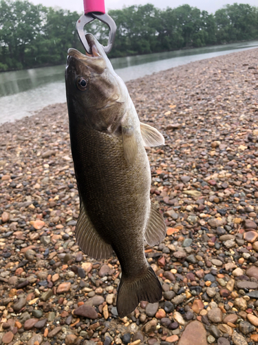 釣果