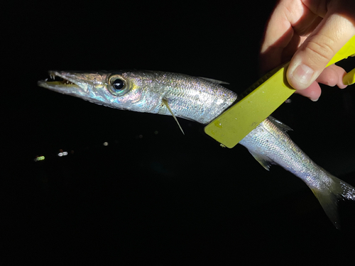 カマスの釣果