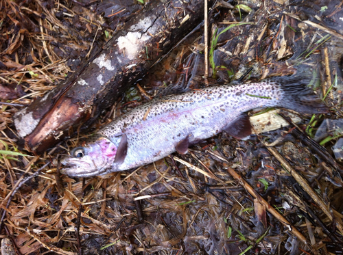 ニジマスの釣果