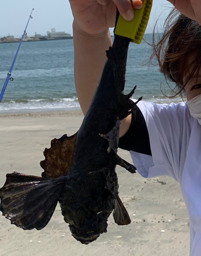 オニオコゼの釣果