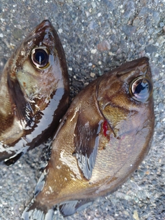 メバルの釣果