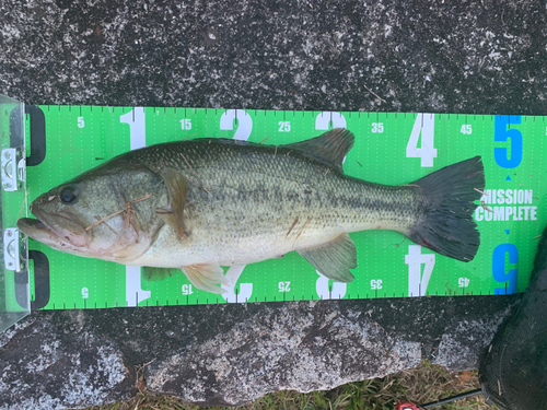 ブラックバスの釣果