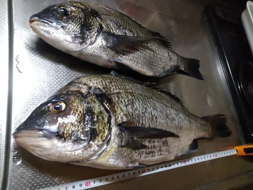 チヌの釣果