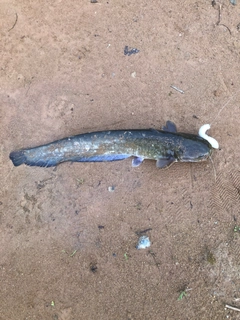 ナマズの釣果