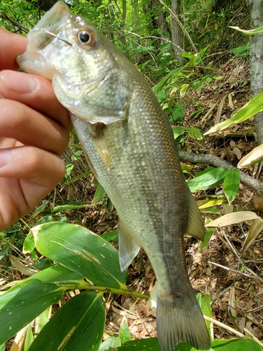 ブラックバスの釣果