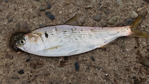 コノシロの釣果