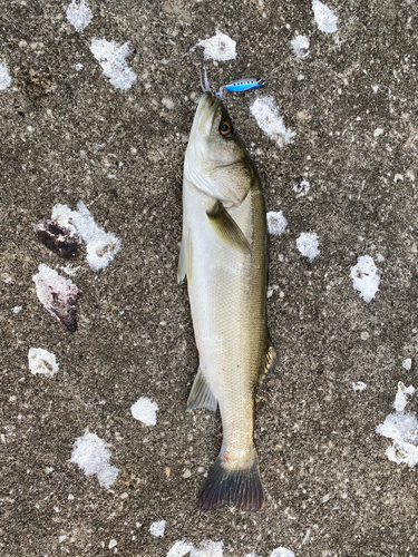 スズキの釣果