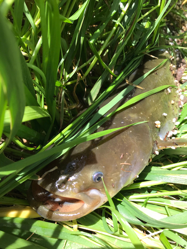 ナマズの釣果