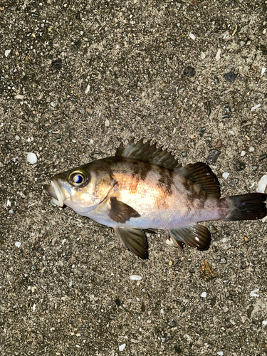 メバルの釣果