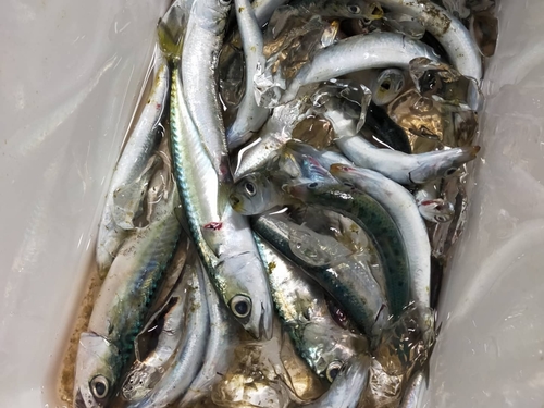 イワシの釣果