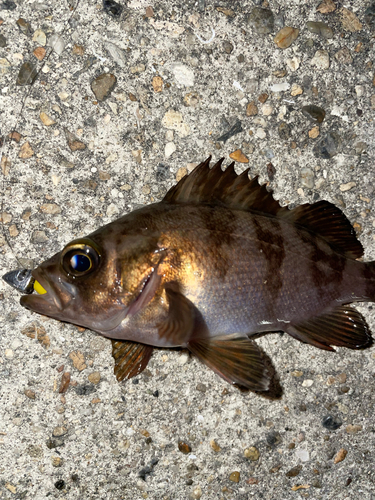 メバルの釣果