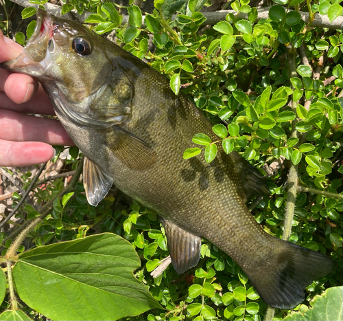 スモールマウスバスの釣果