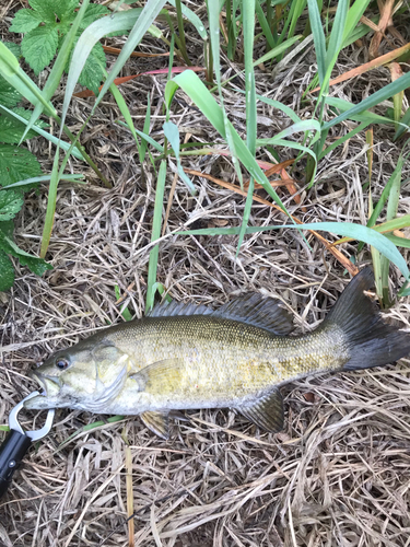 スモールマウスバスの釣果