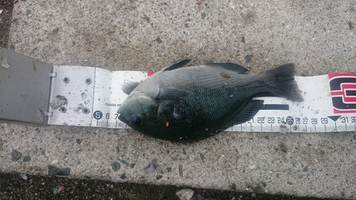 クチブトグレの釣果