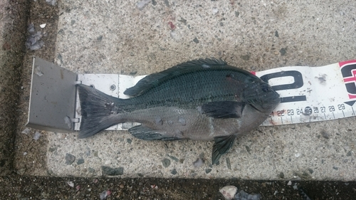 クチブトグレの釣果