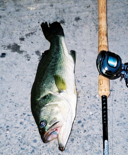 ラージマウスバスの釣果