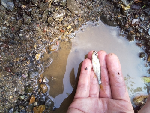 アブラハヤの釣果