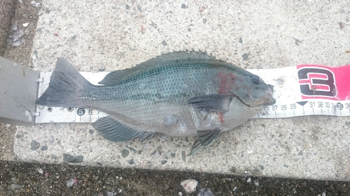 クチブトグレの釣果