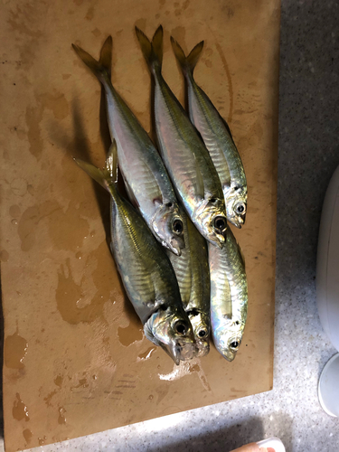 アジの釣果