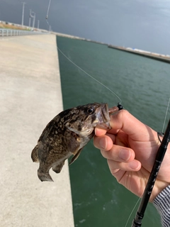 ソイの釣果