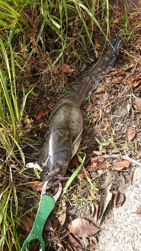 ナマズの釣果