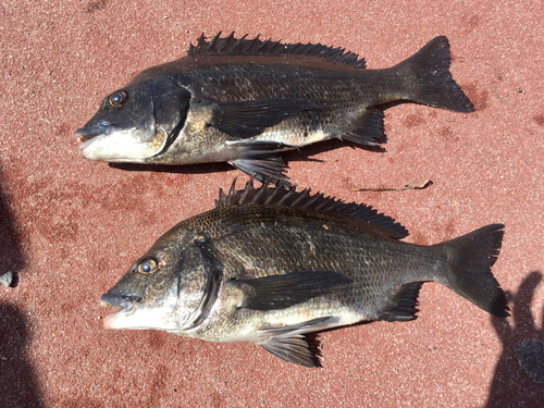 チヌの釣果