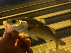 ウミタナゴの釣果