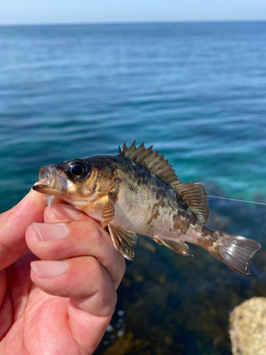 アカメバルの釣果