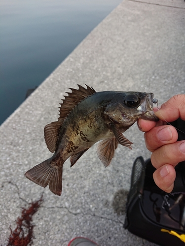 メバルの釣果